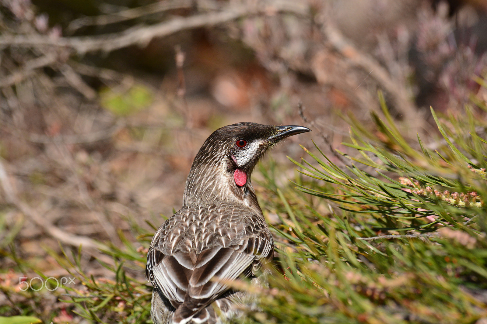 Nikon D7100 + Sigma 120-400mm F4.5-5.6 DG OS HSM sample photo. Red wattlebird photography