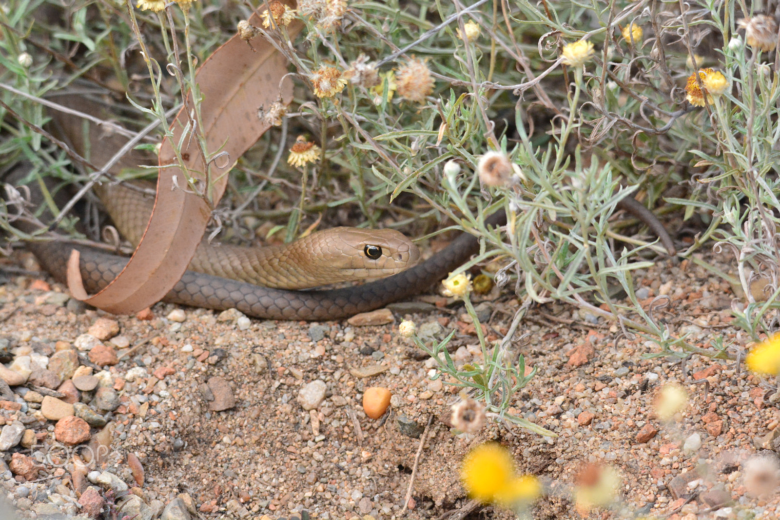 Sigma 120-400mm F4.5-5.6 DG OS HSM sample photo. Eastern brown snake (pseudonaja textilis) photography