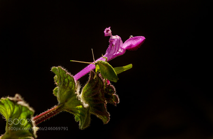 Pentax K20D sample photo. Grasshopper photography