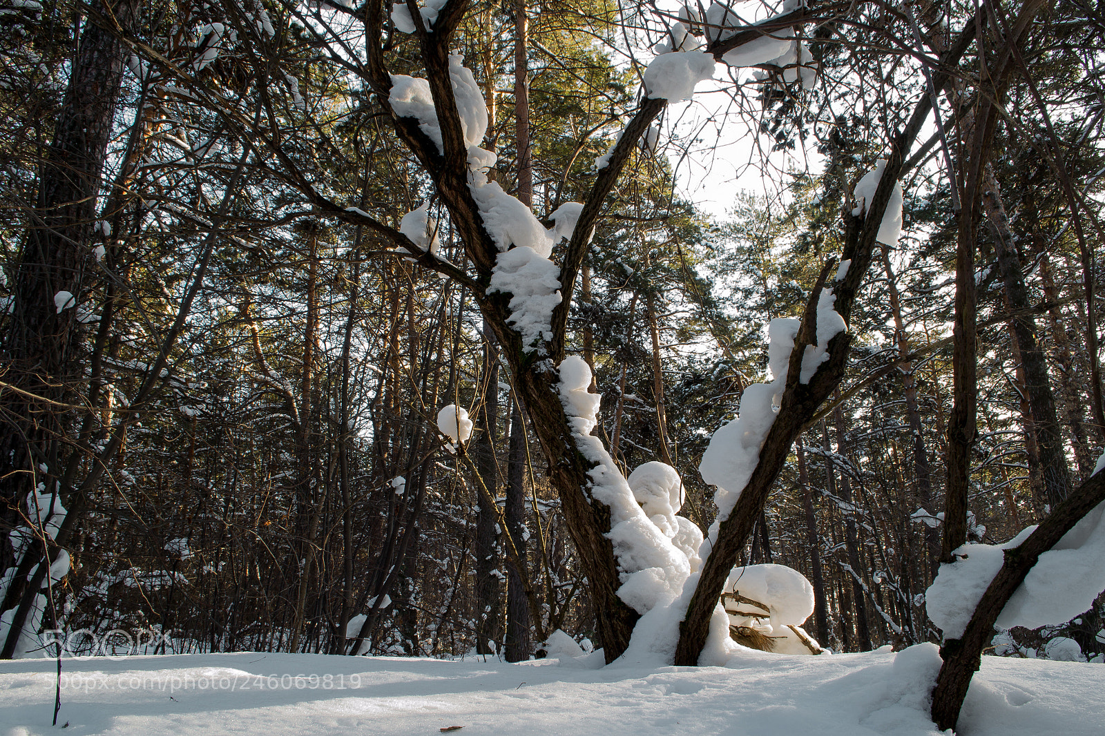 Nikon D3100 sample photo. Tree photography