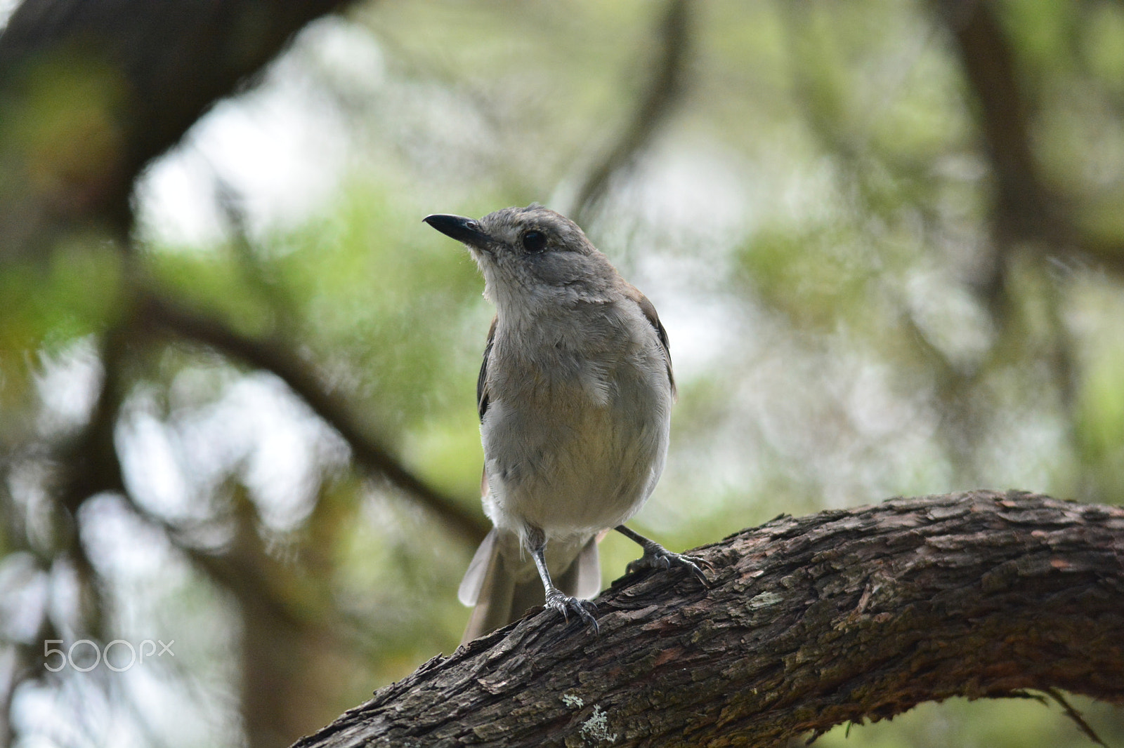 Sigma 120-400mm F4.5-5.6 DG OS HSM sample photo. Grey shrikethrush (colluricincla harmonica) photography