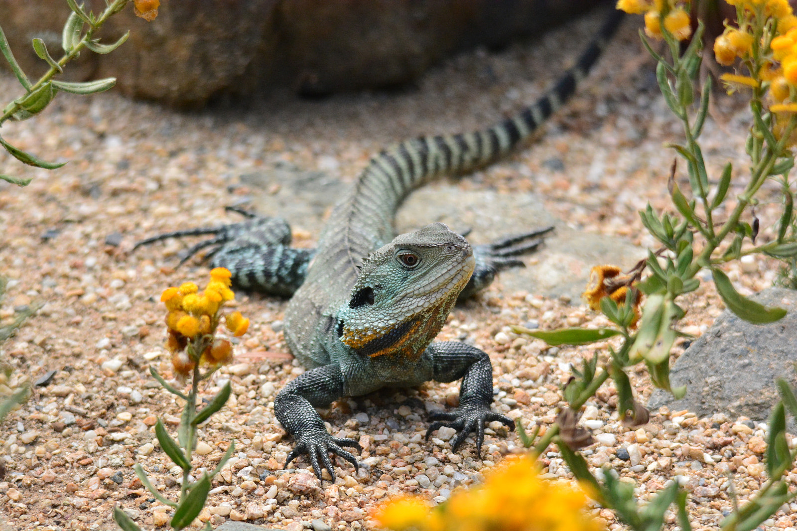 Nikon D7100 + Sigma 120-400mm F4.5-5.6 DG OS HSM sample photo. Eastern water dragon photography