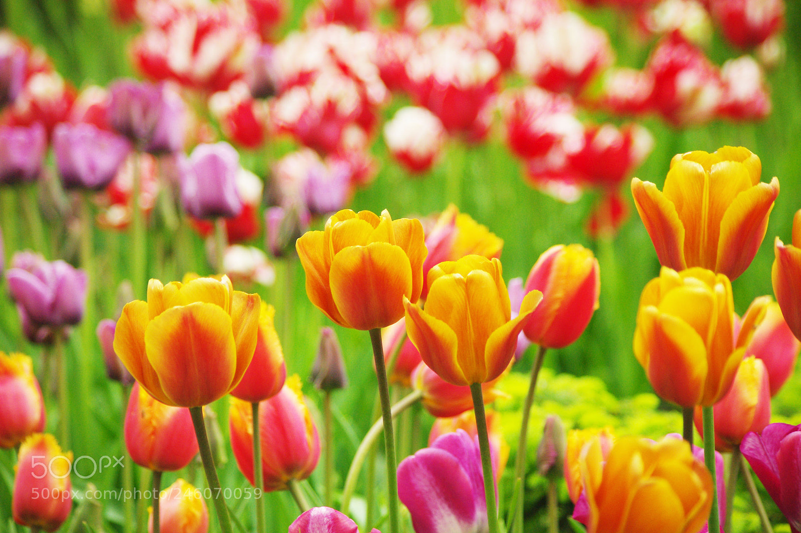 Pentax K200D sample photo. Tulips photography