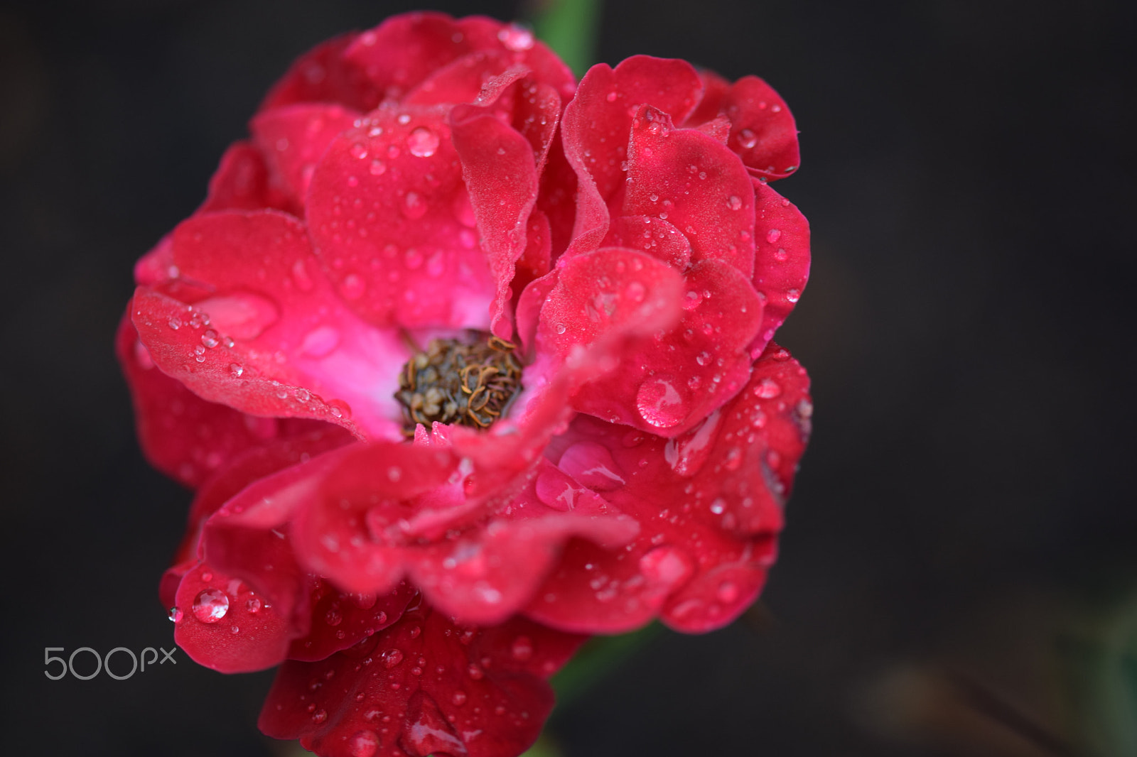 Nikon D3300 + Sigma 105mm F2.8 EX DG OS HSM sample photo. Flower in the morning photography