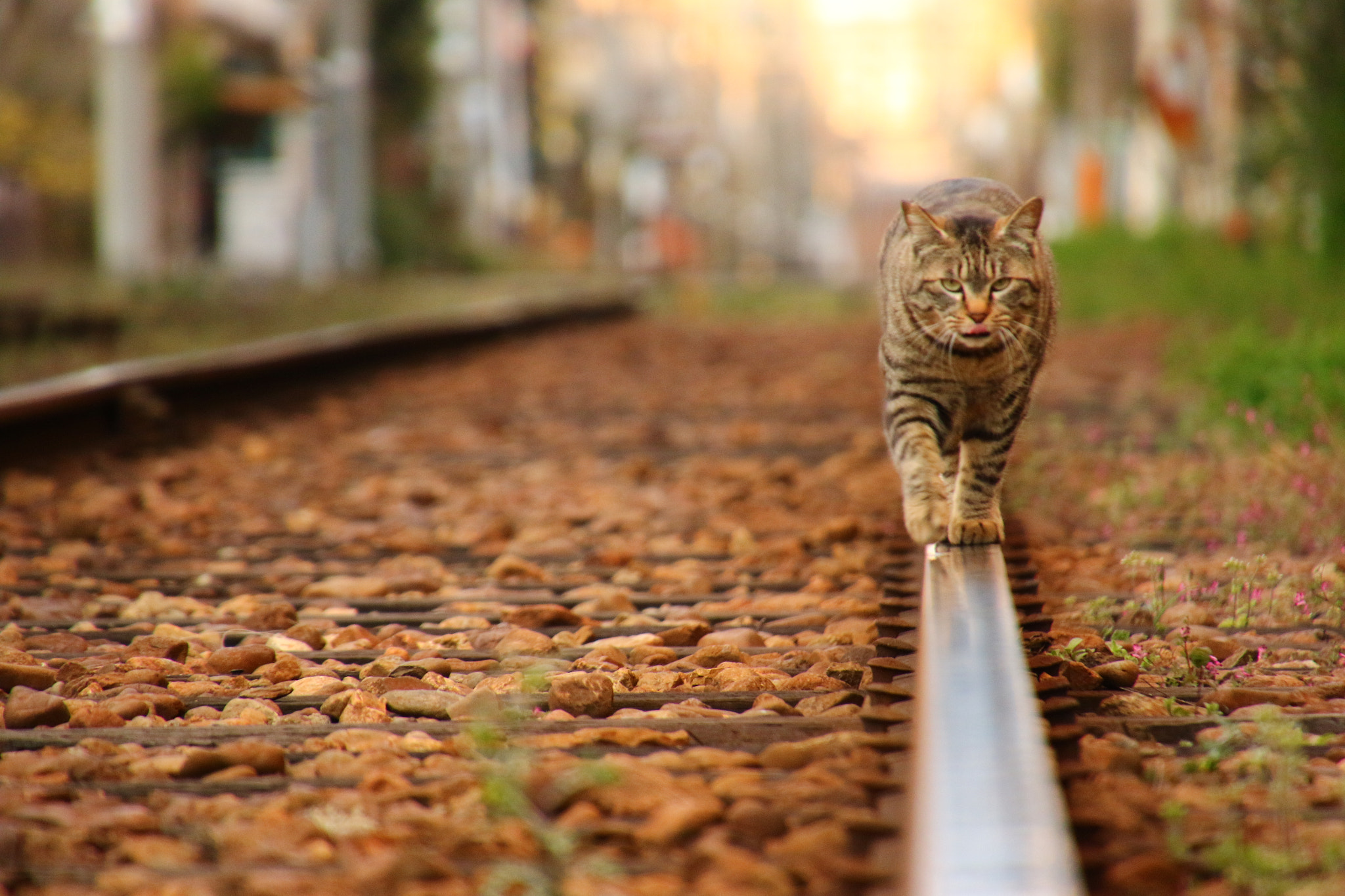 Canon EOS 7D Mark II sample photo. Stray cat photography