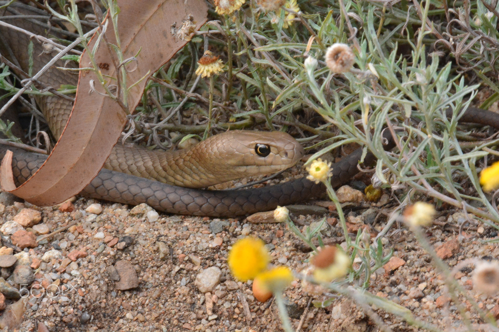 Sigma 120-400mm F4.5-5.6 DG OS HSM sample photo. Eastern brown snake photography