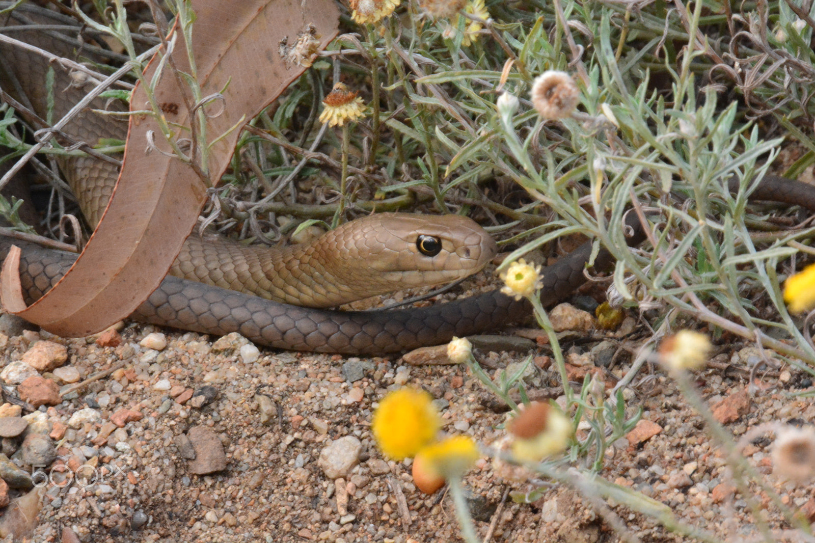 Nikon D7100 + Sigma 120-400mm F4.5-5.6 DG OS HSM sample photo. Eastern brown snake photography