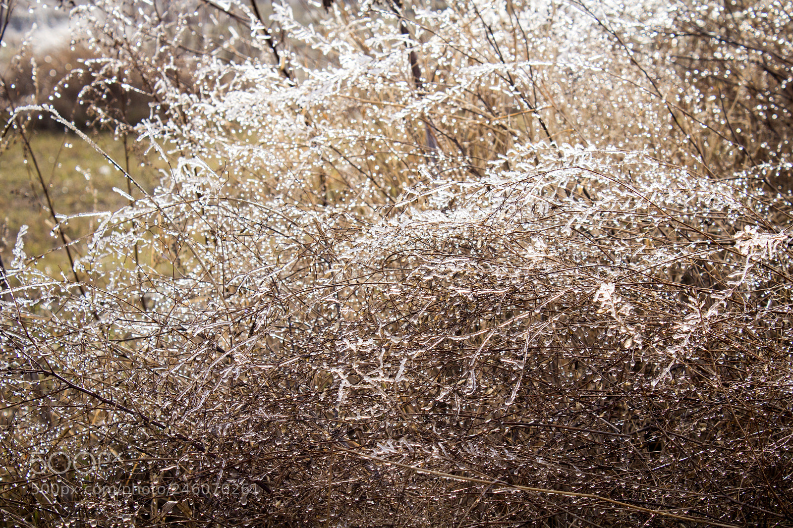 Canon EOS 600D (Rebel EOS T3i / EOS Kiss X5) sample photo. Ice photography