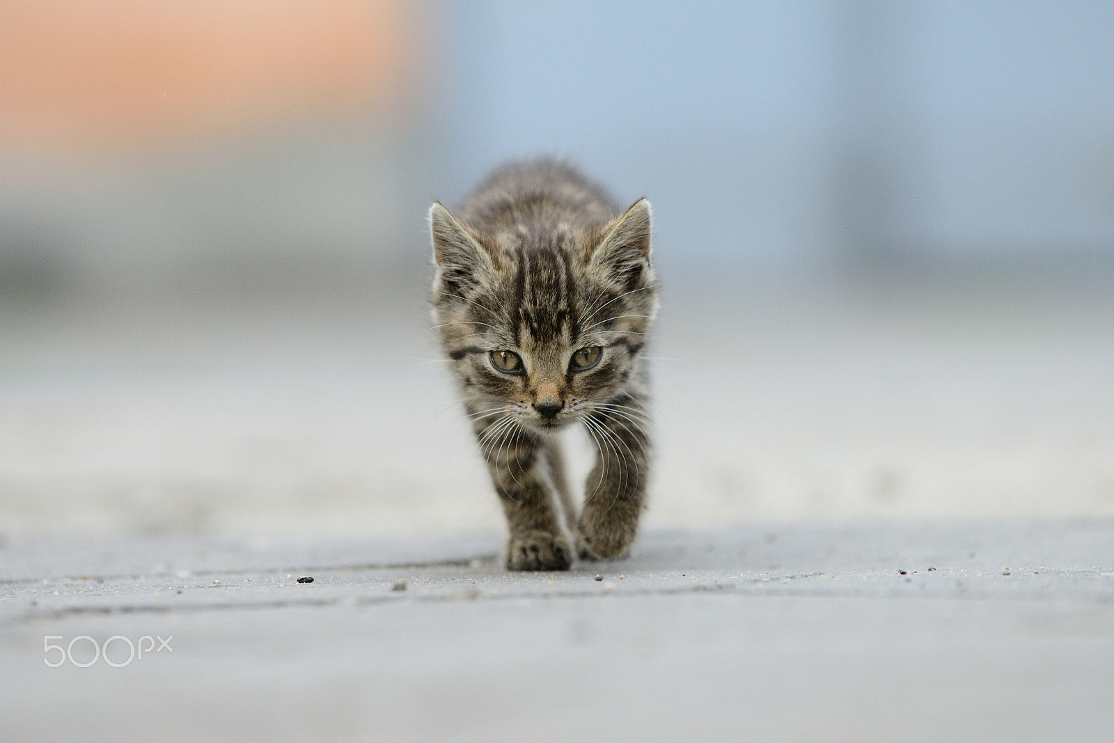 Sigma 70-200mm F2.8 EX DG OS HSM sample photo. Real killer photography
