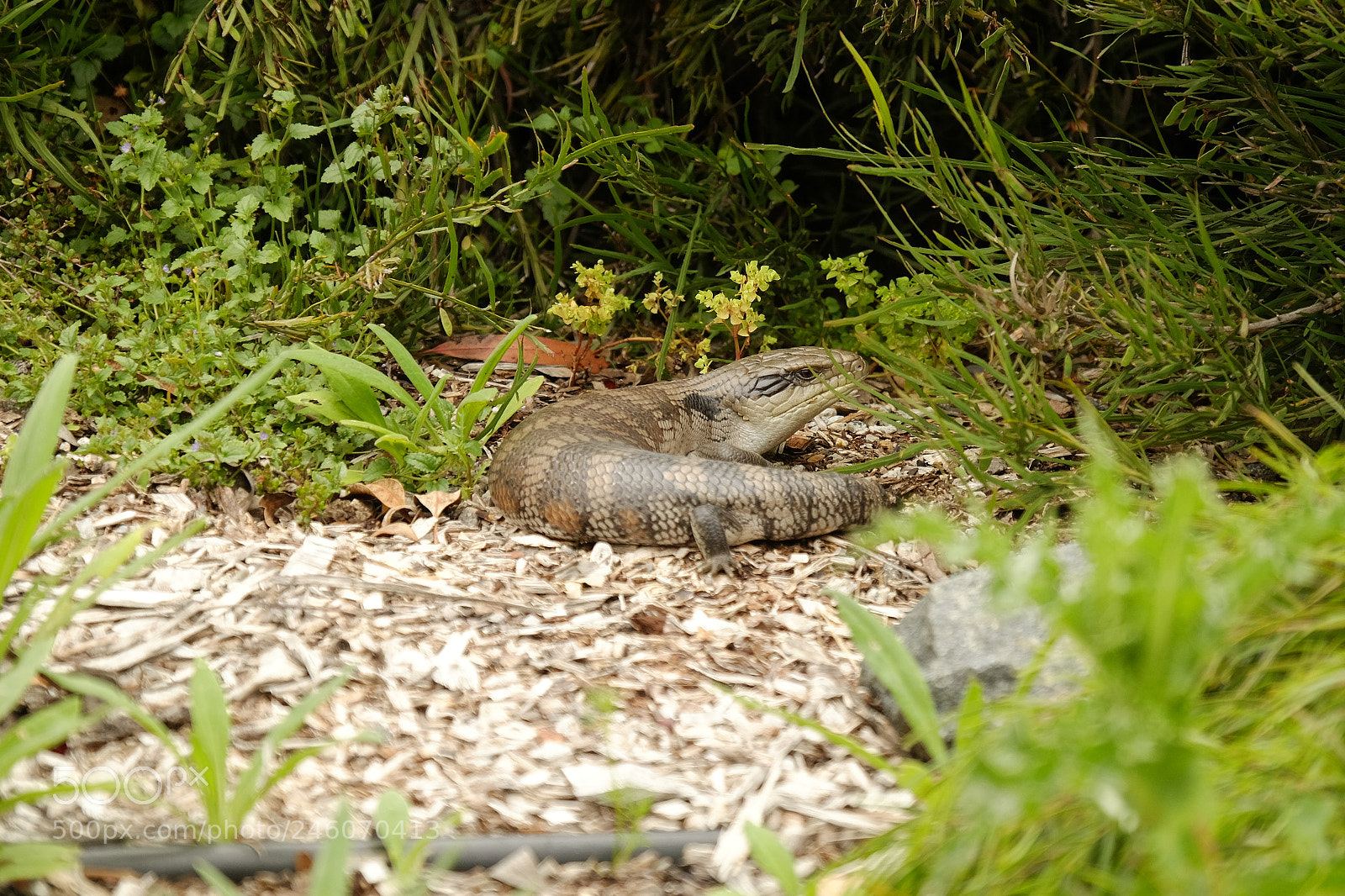 Fujifilm X-T1 sample photo. Eastern blue tongue lizard photography