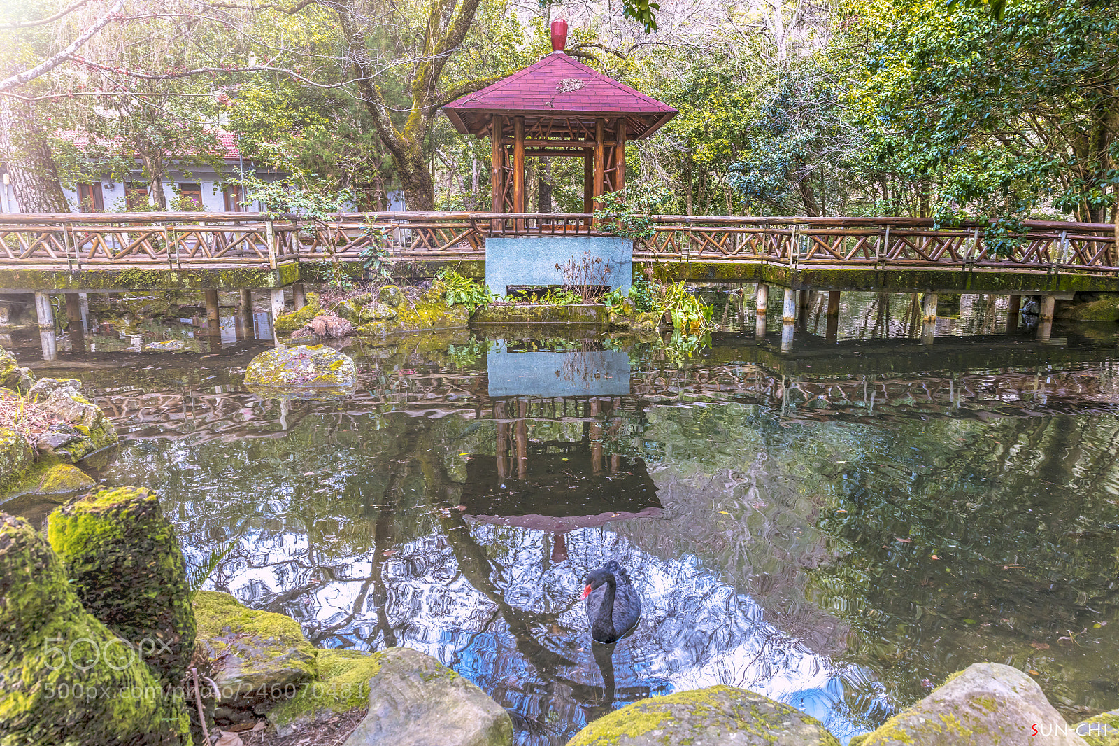 Canon EOS 5DS sample photo. 倒影遇見黑天鵝 photography