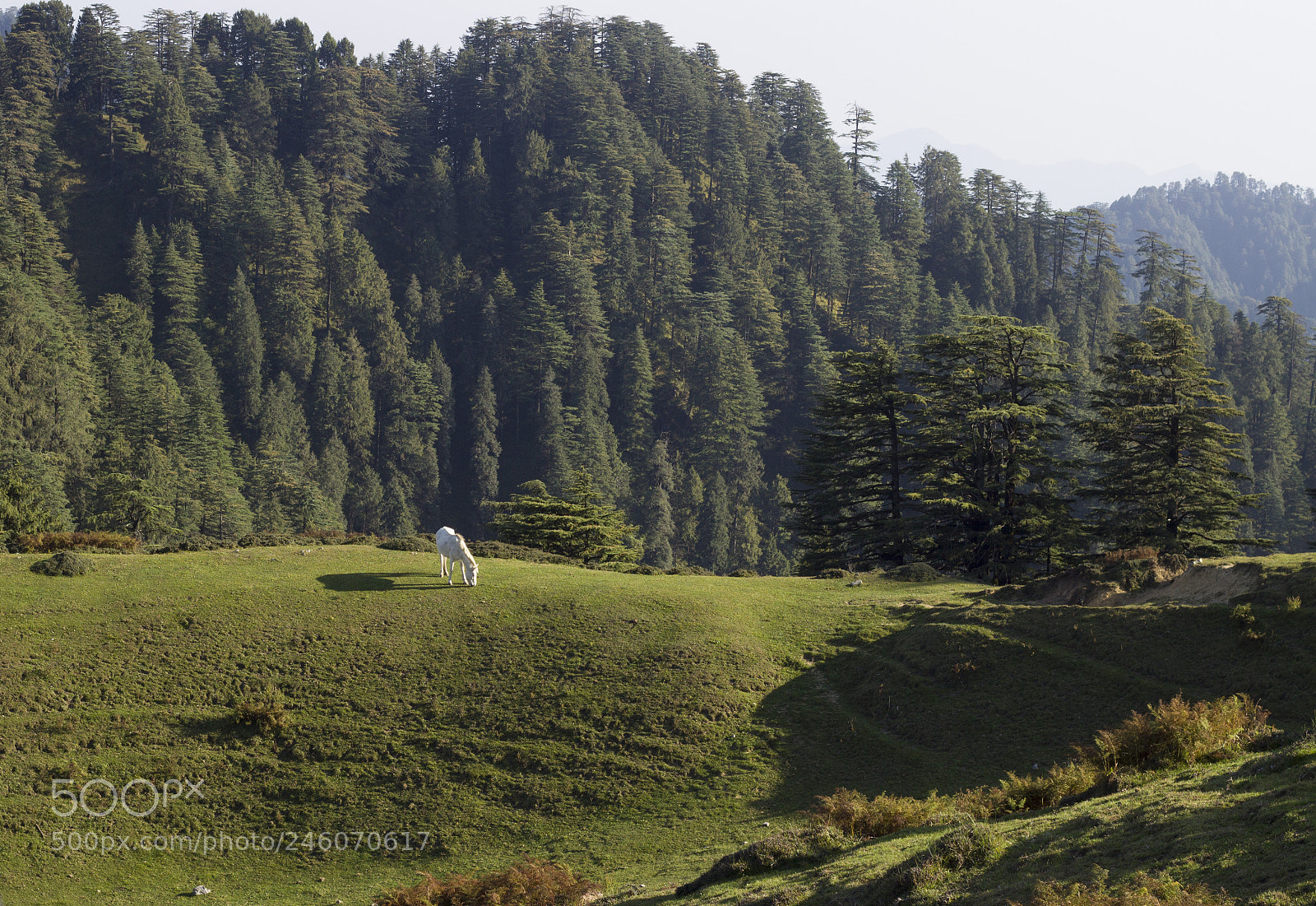 Canon EOS 600D (Rebel EOS T3i / EOS Kiss X5) sample photo. A meadow in deodar photography
