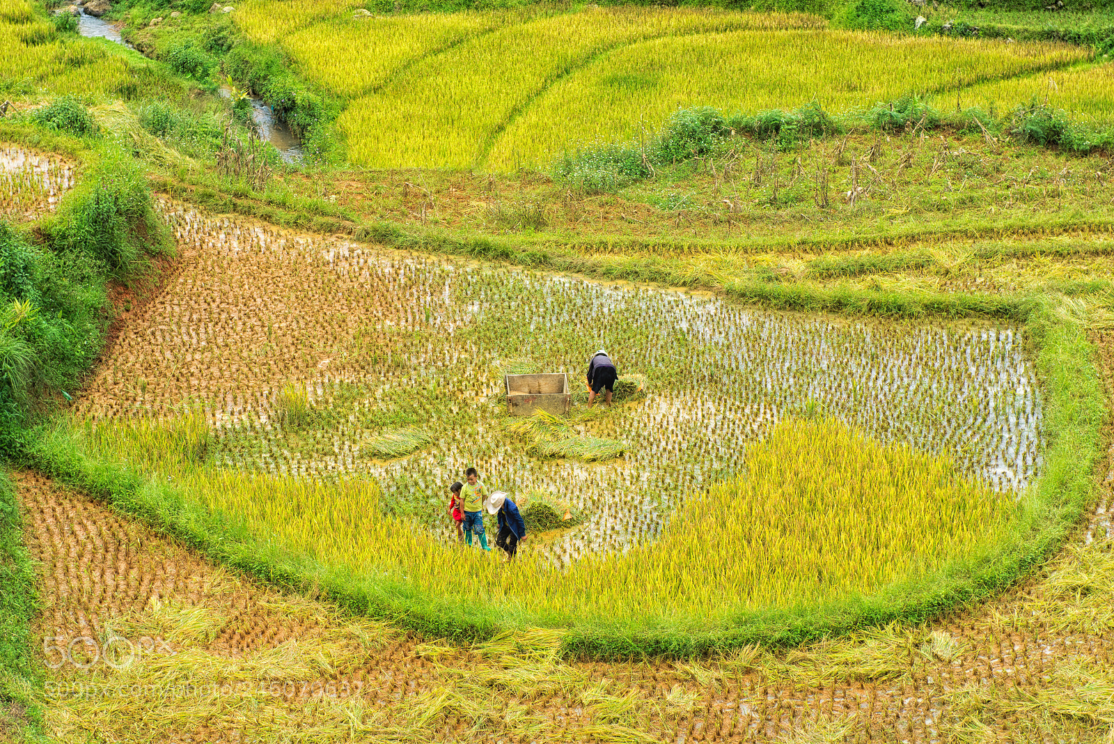 Nikon D600 sample photo. Crop circle photography