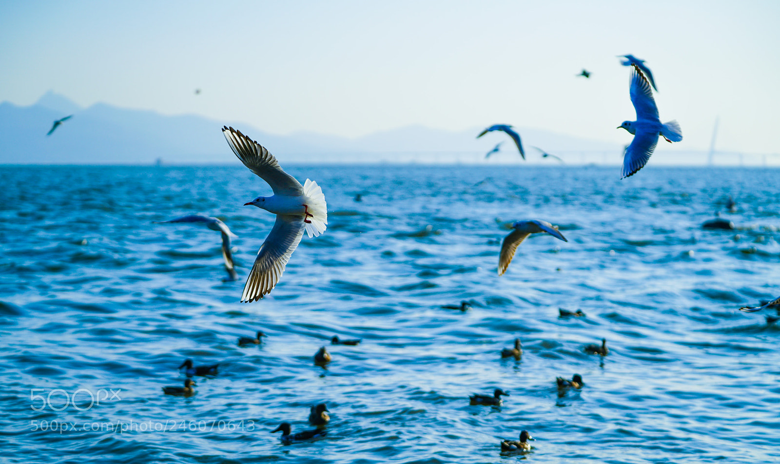 Sony a7R II sample photo. Untitled photography