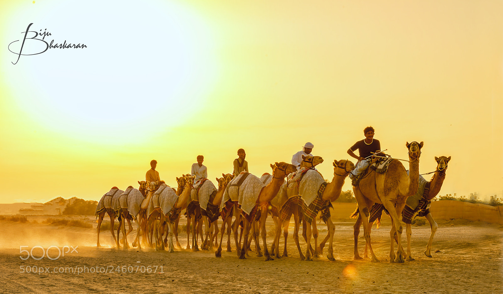 Nikon D800 sample photo. Camel ride photography