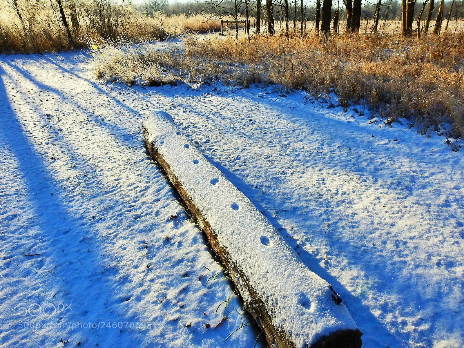 Nikon Coolpix P900 sample photo. Something has been here photography