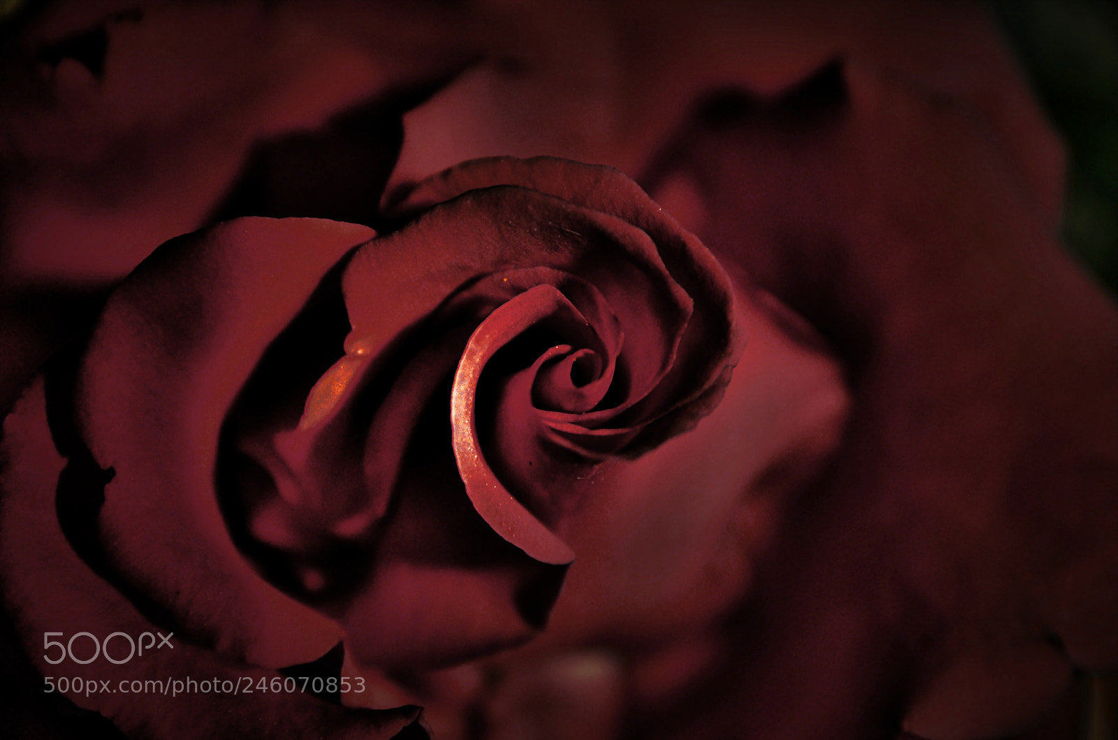 Nikon D5100 sample photo. Untitled photography