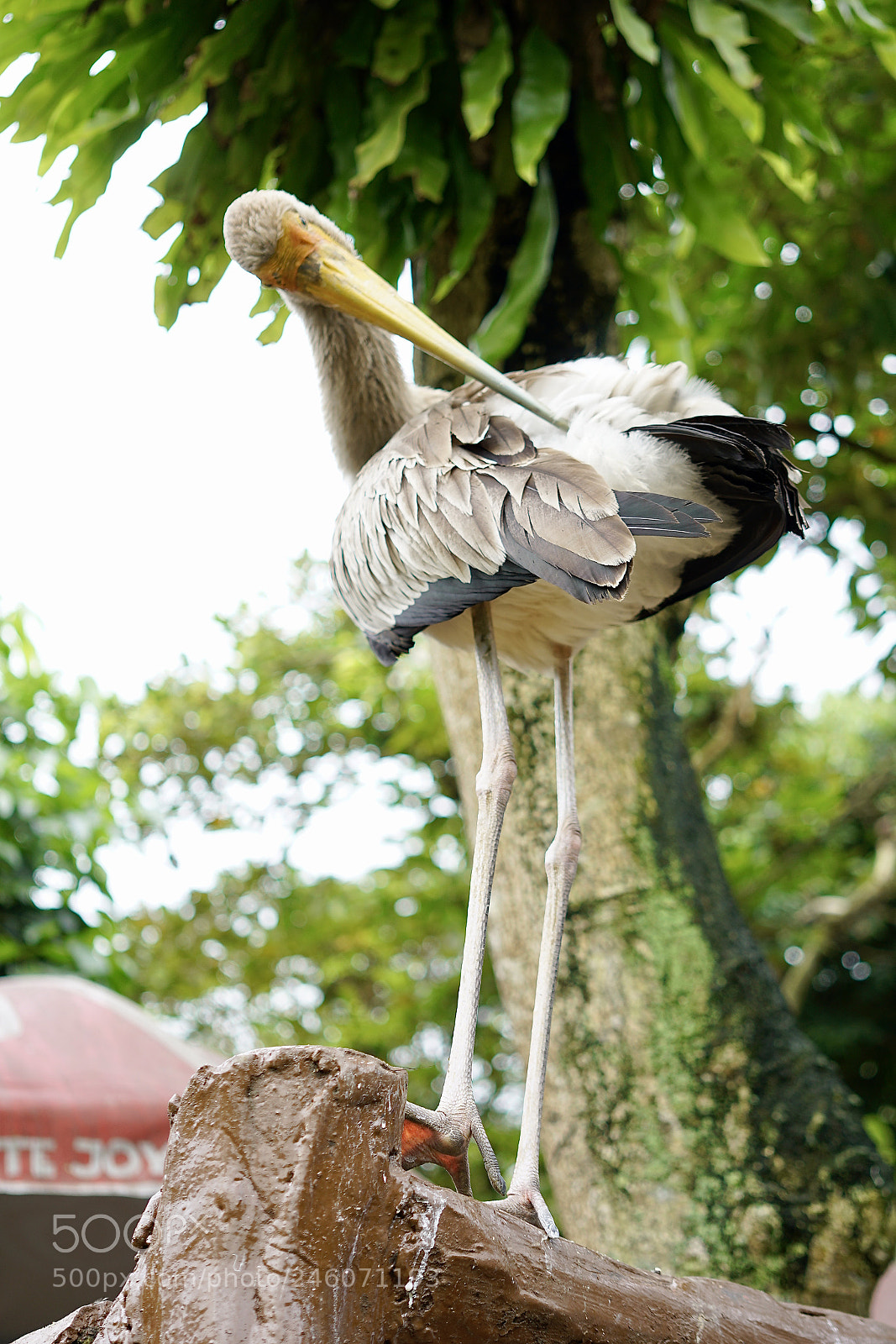 Sony a7R II sample photo. Twisted neck photography
