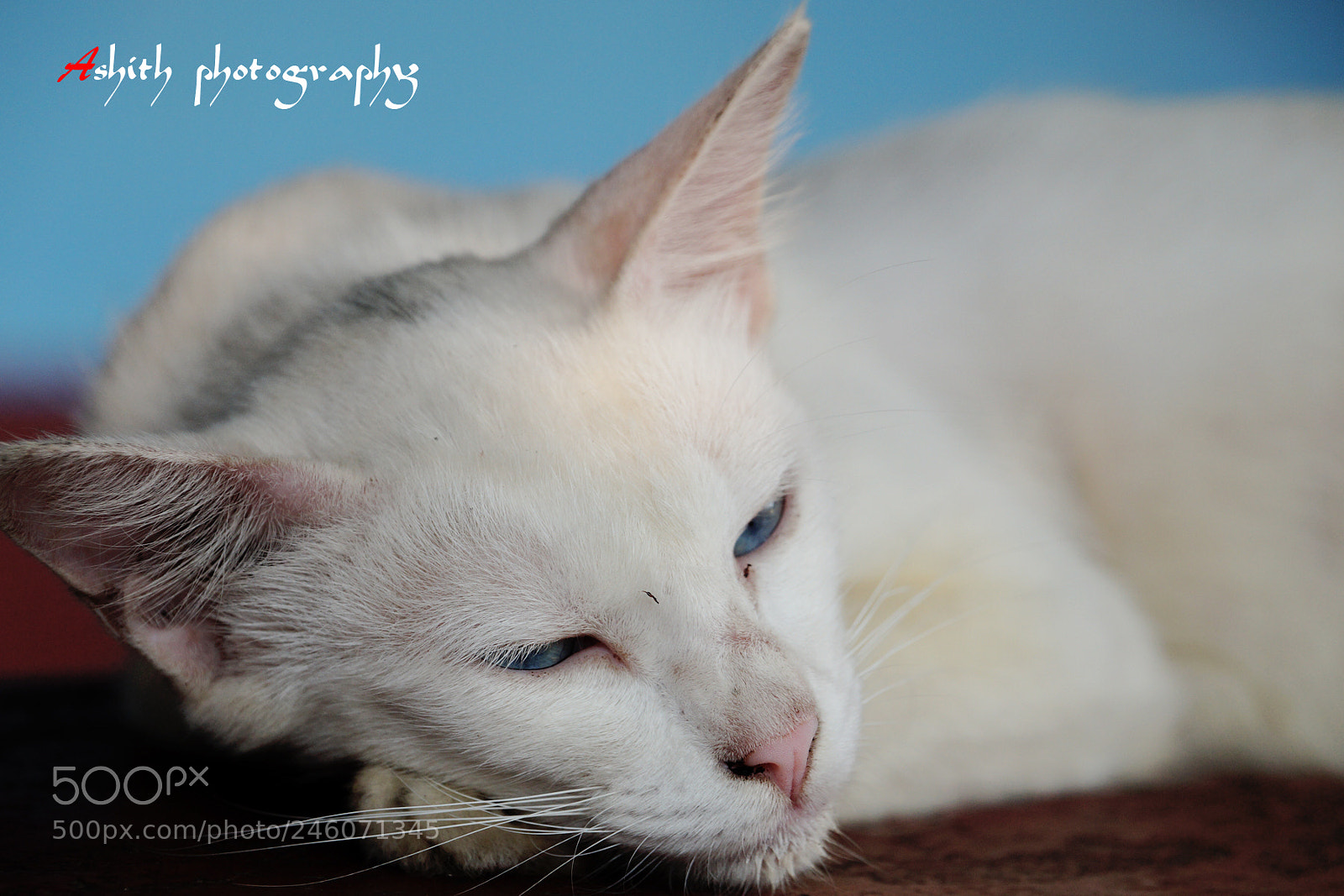 Sony SLT-A58 sample photo. Untitled photography