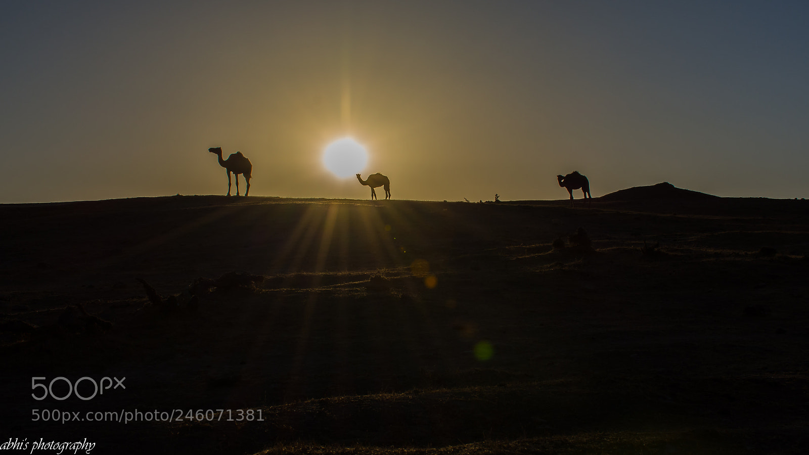 Nikon D7200 sample photo. Sunset with camels photography