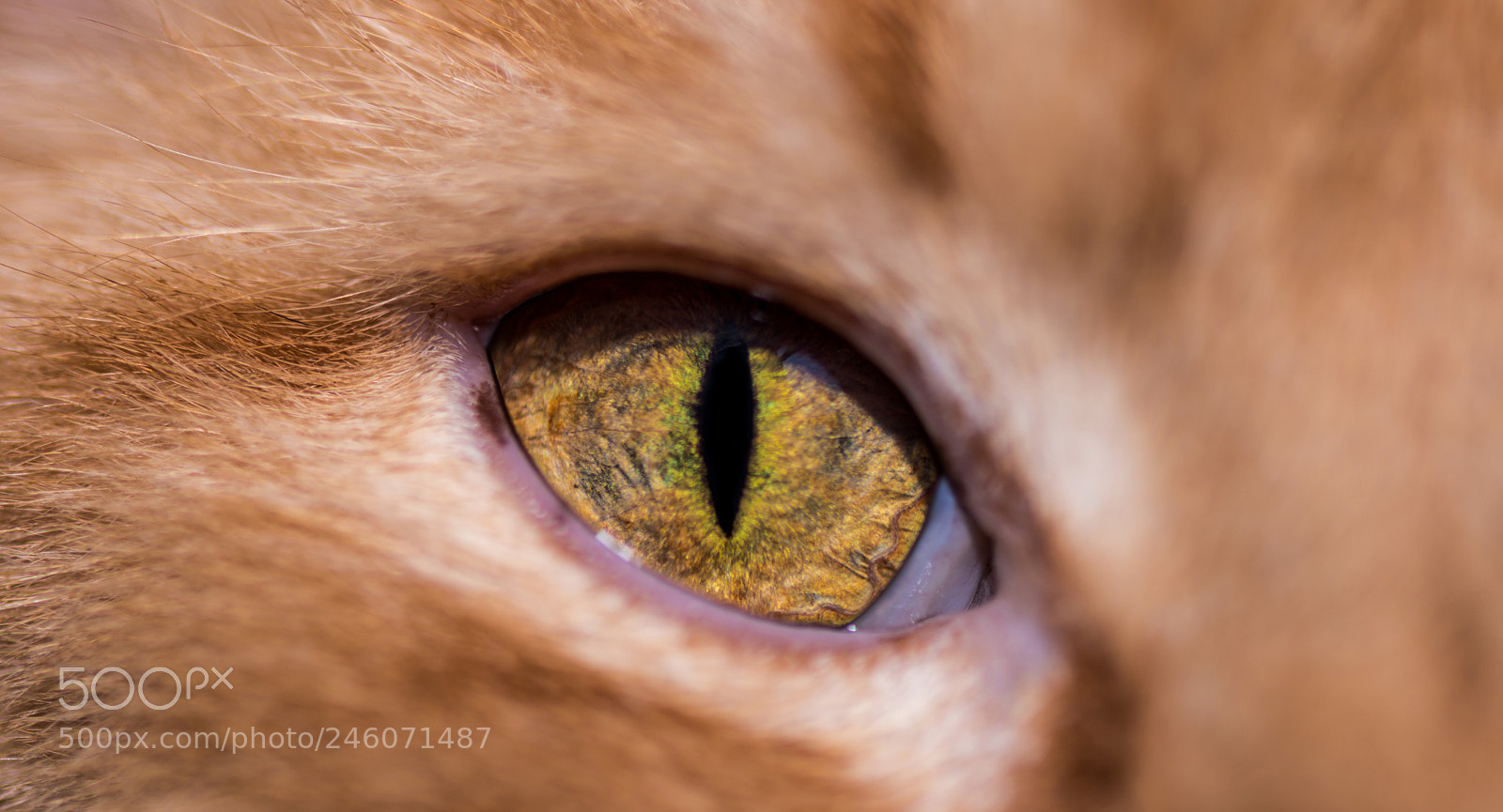 Nikon D850 sample photo. Cat´s eye photography