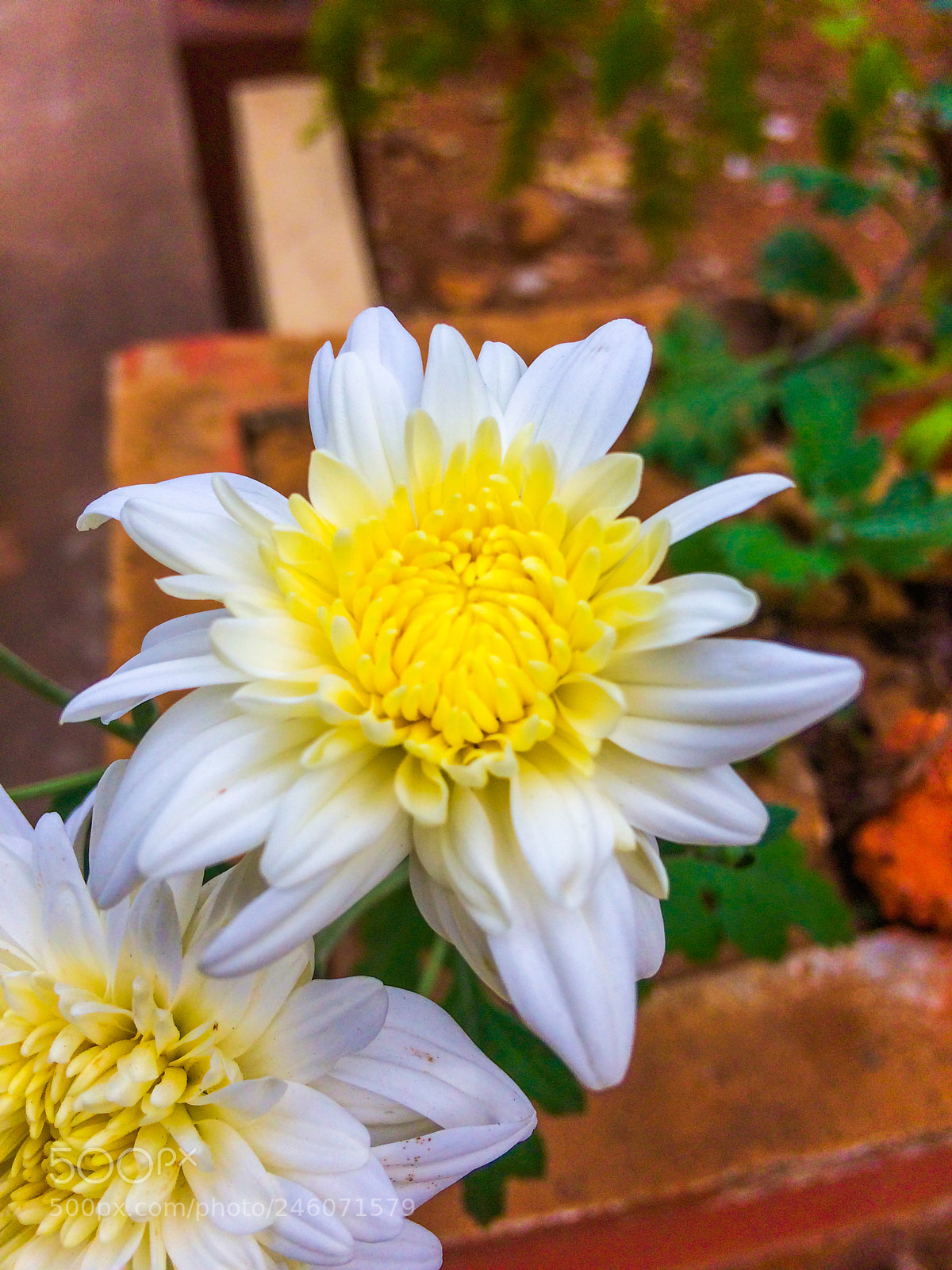 Apple iPhone 5s sample photo. Flower photography
