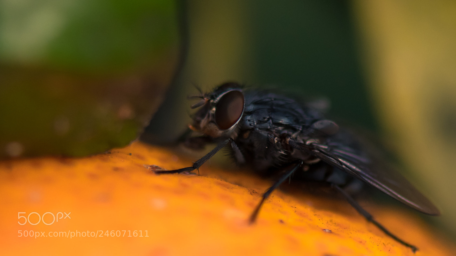 Nikon D850 sample photo. Fly photography