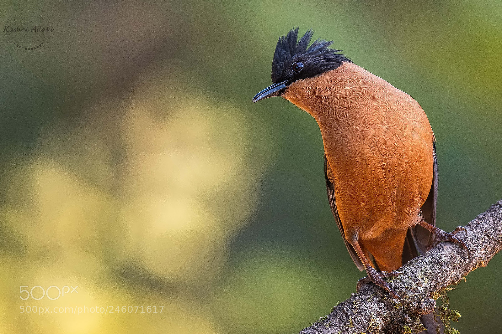 Nikon D500 sample photo. Rufous sibia photography