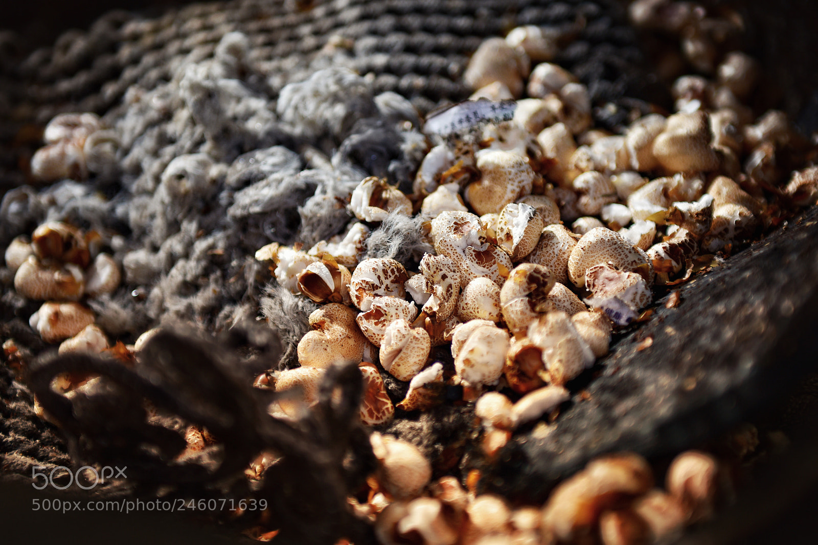 Nikon D810 sample photo. Untitled photography
