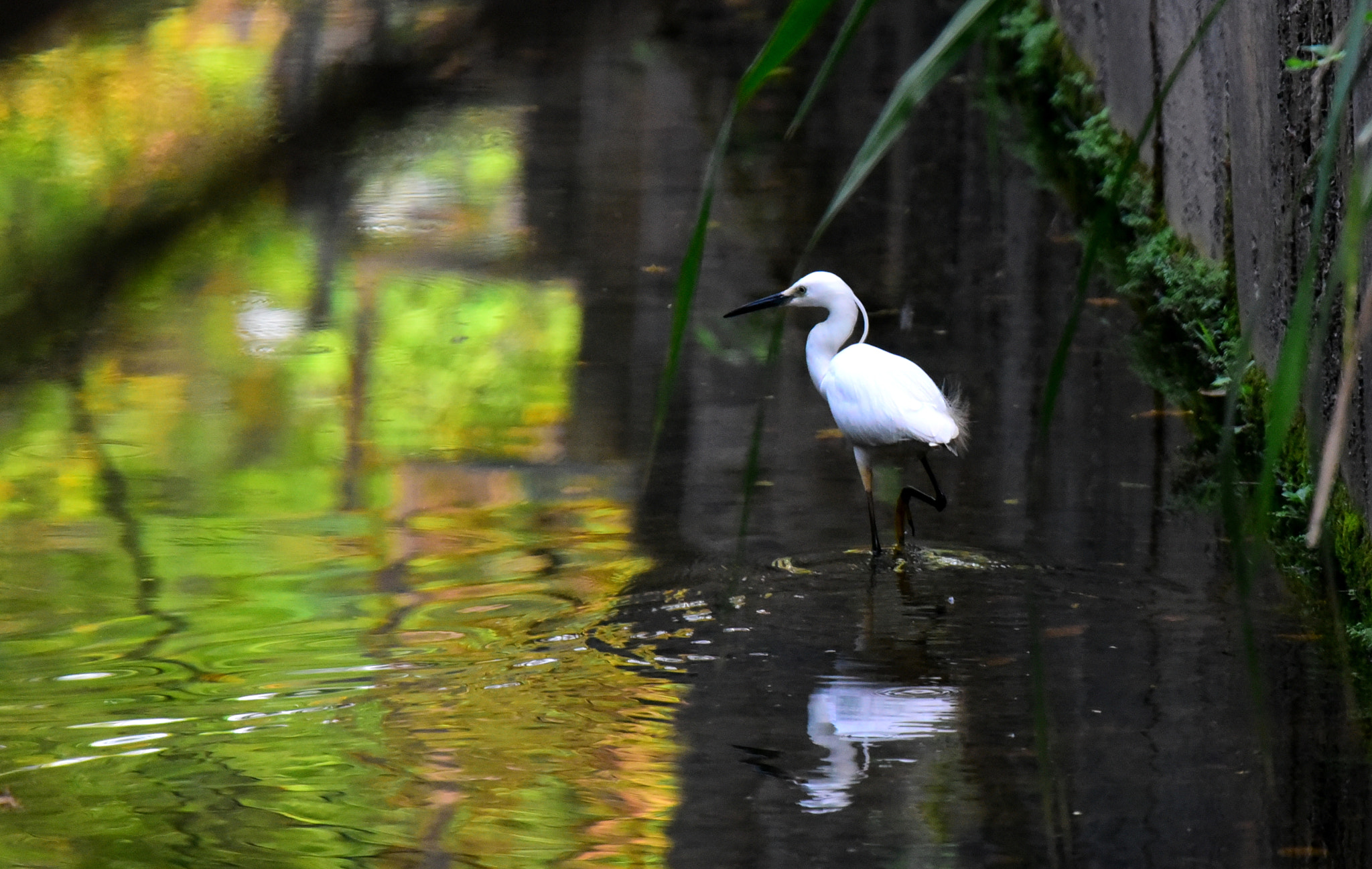 Nikon D750 sample photo. Egret staring at a colorful world photography