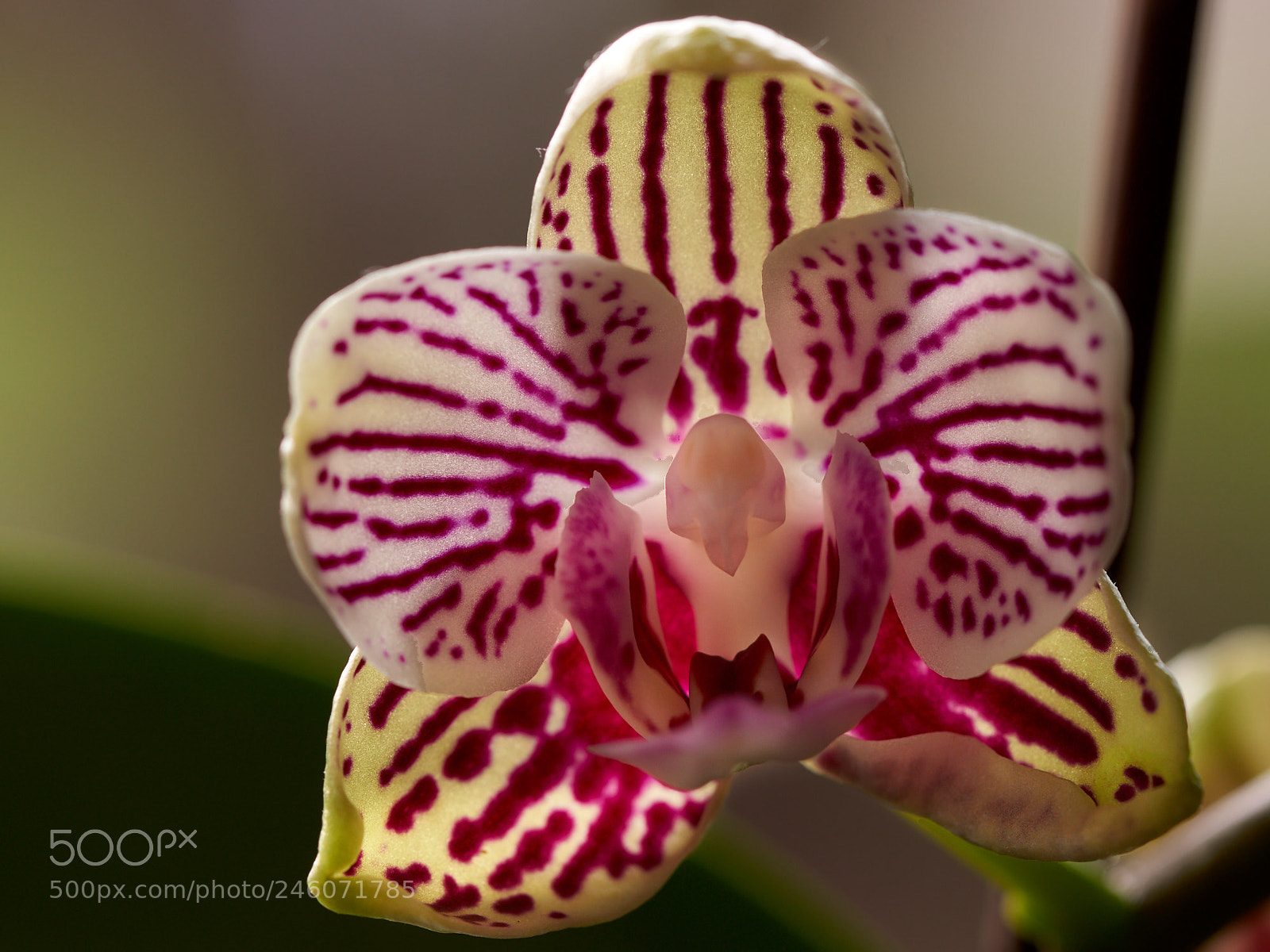 Sony SLT-A65 (SLT-A65V) sample photo. Orchid lit from behind photography