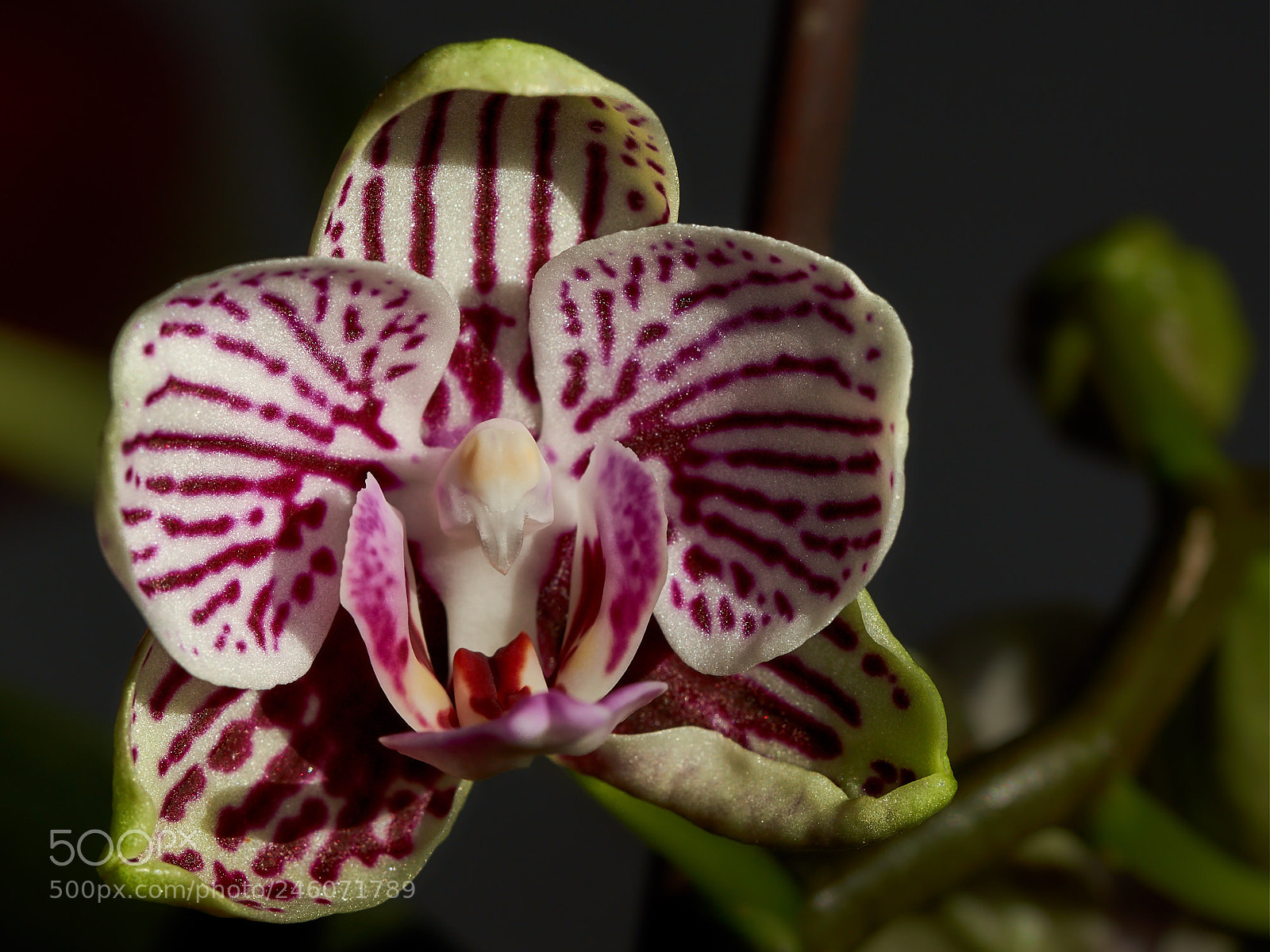 Sony SLT-A65 (SLT-A65V) sample photo. Orchid light reflected photography