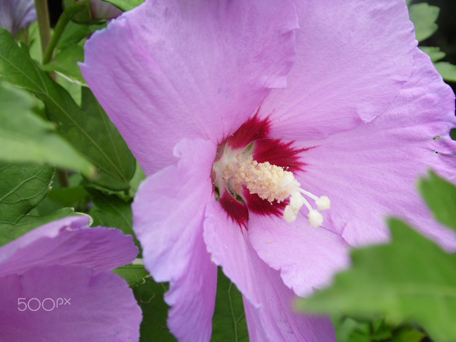 Samsung WB100/  WB101 sample photo. Hibiscus photography