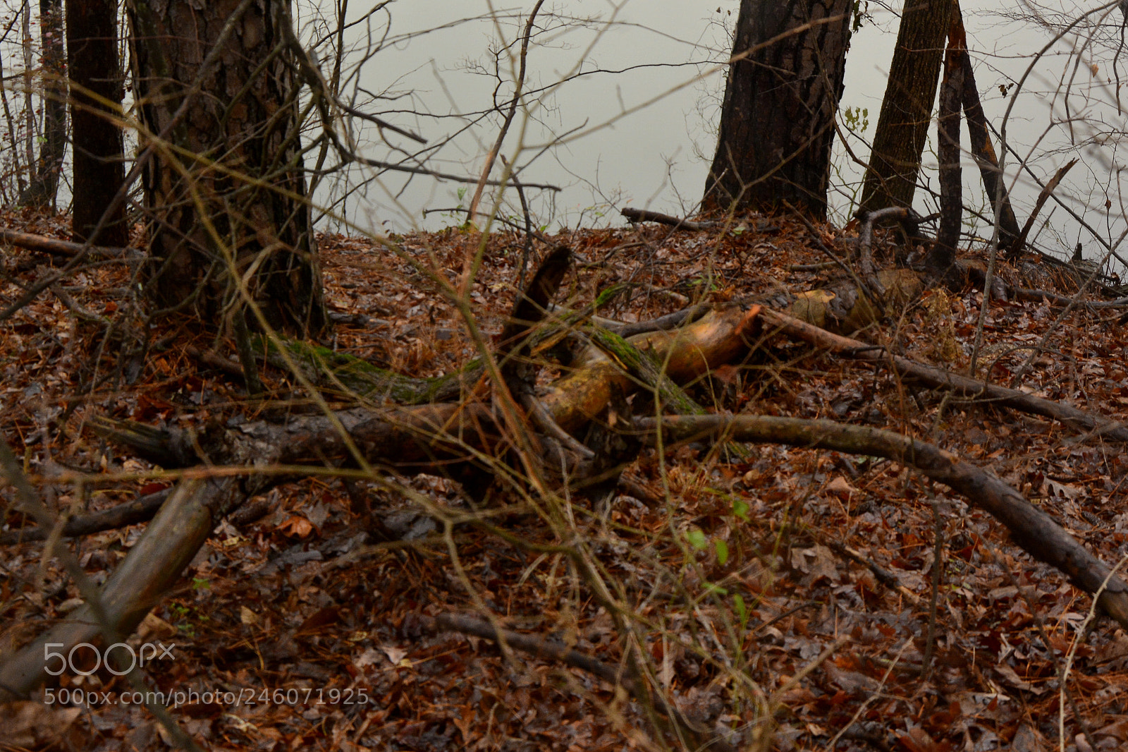 Nikon D7100 sample photo. Fallen photography