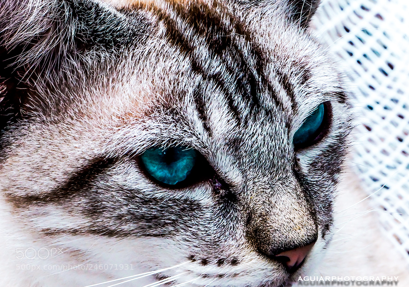 Sony Alpha NEX-7 sample photo. Untitled photography