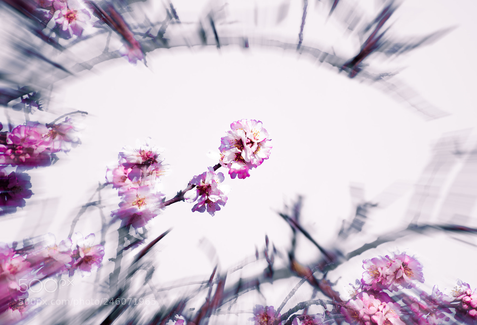 Canon EOS 600D (Rebel EOS T3i / EOS Kiss X5) sample photo. Flower art photography