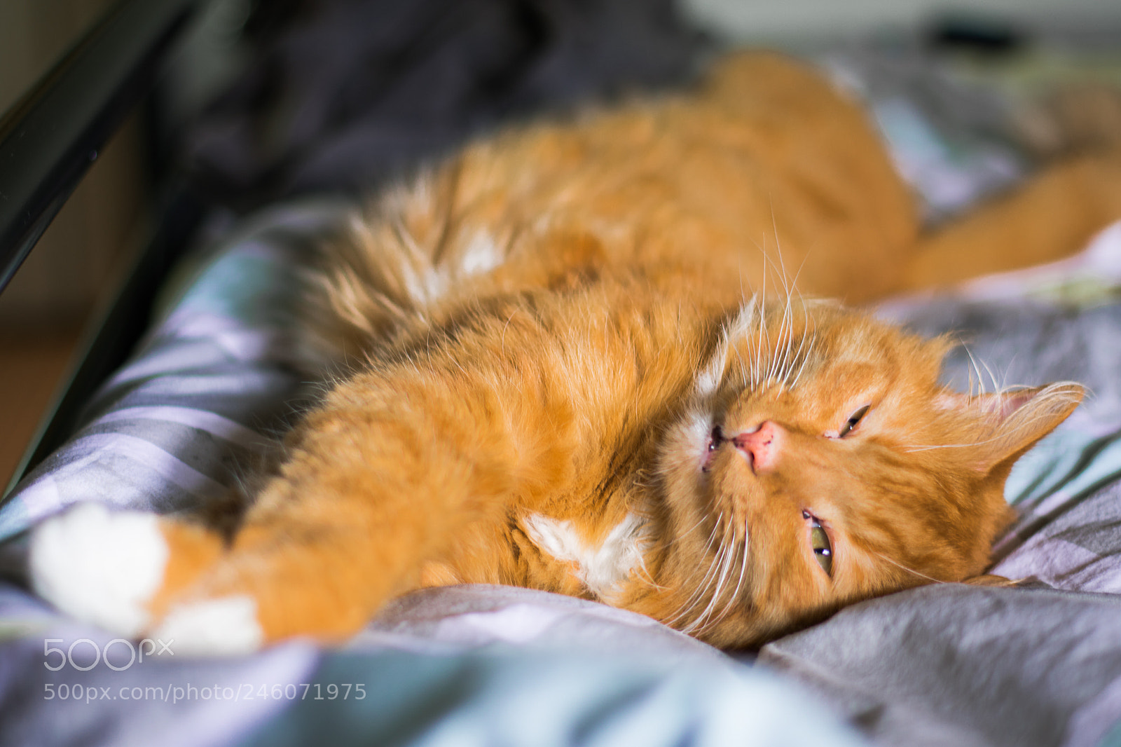 Nikon D3400 sample photo. Sleepy kitty photography