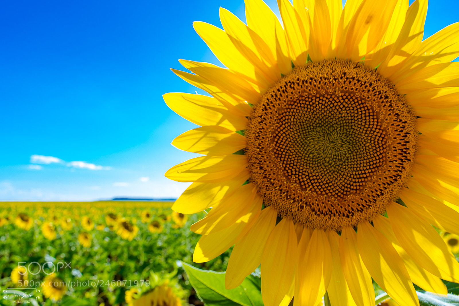 Nikon D3400 sample photo. Sunflowers photography