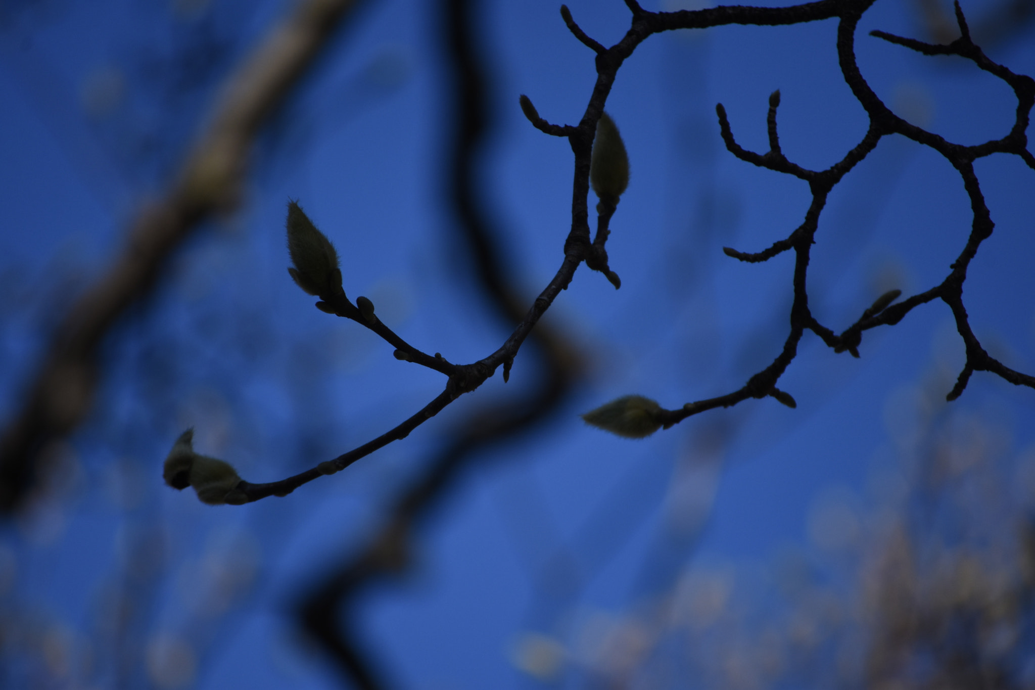 Nikon D7200 sample photo. Protection photography