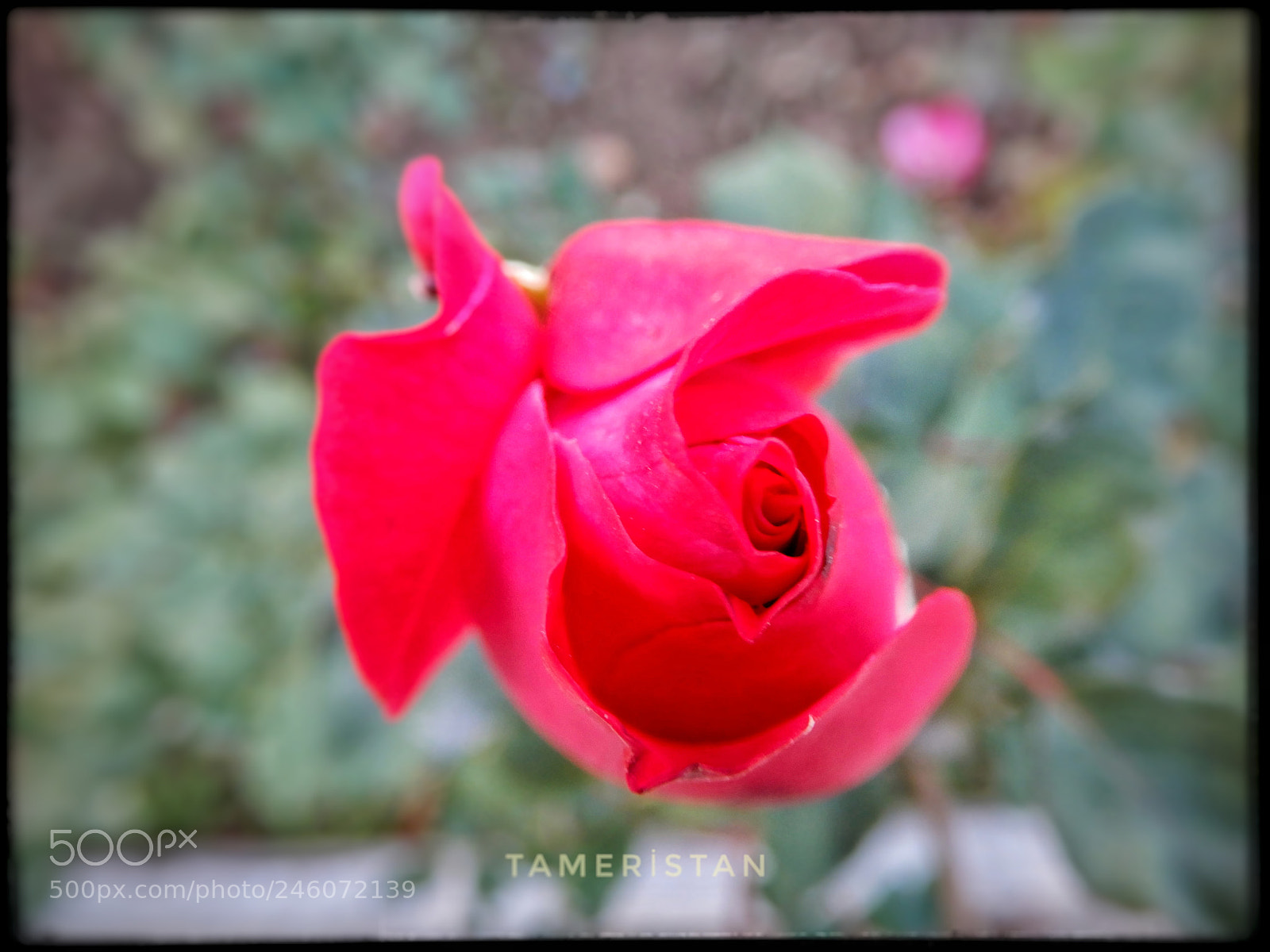 Nikon Coolpix A900 sample photo. Happy valentine's day. photography