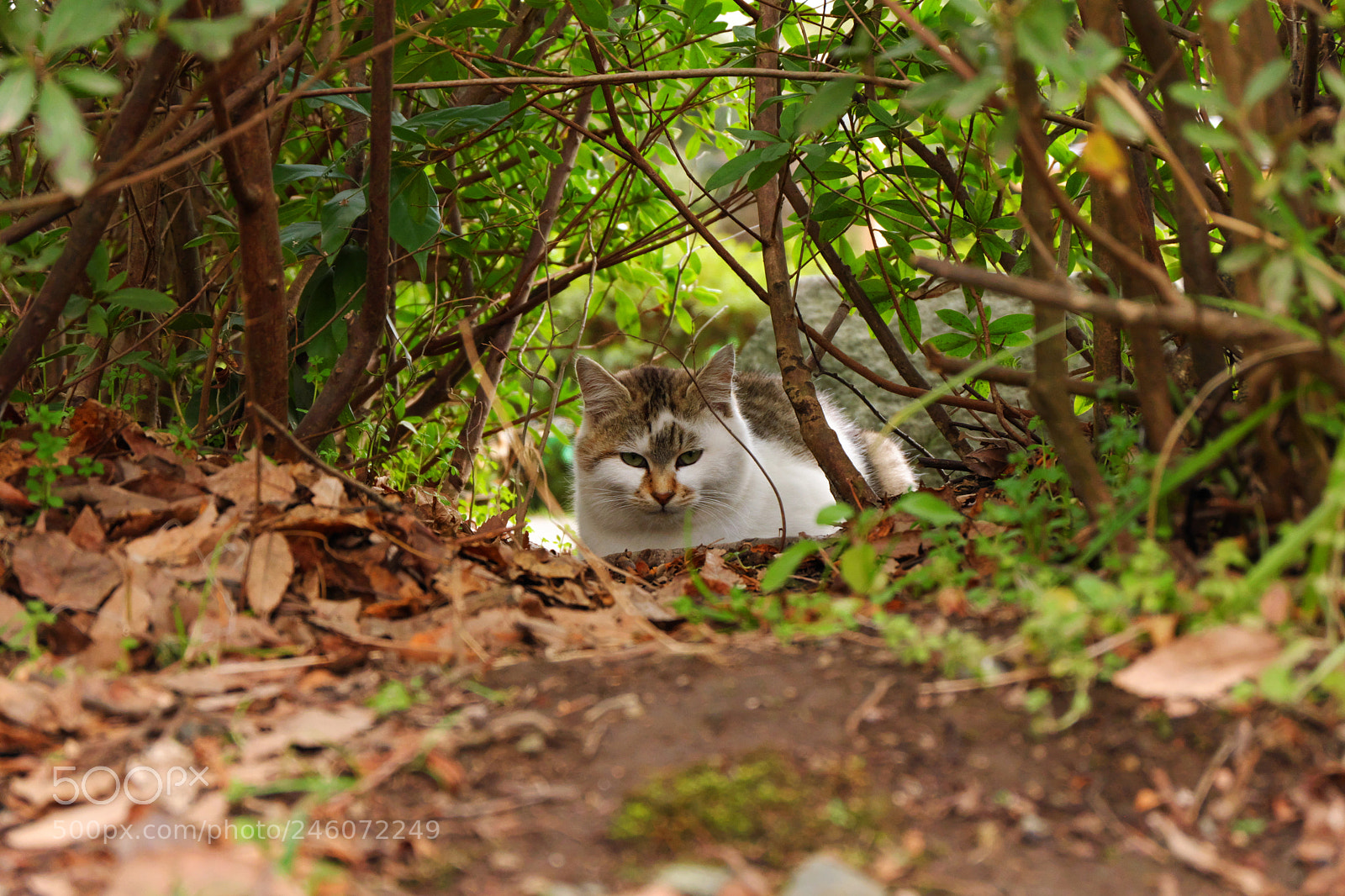 Fujifilm X-A3 sample photo. From behind a shrub photography
