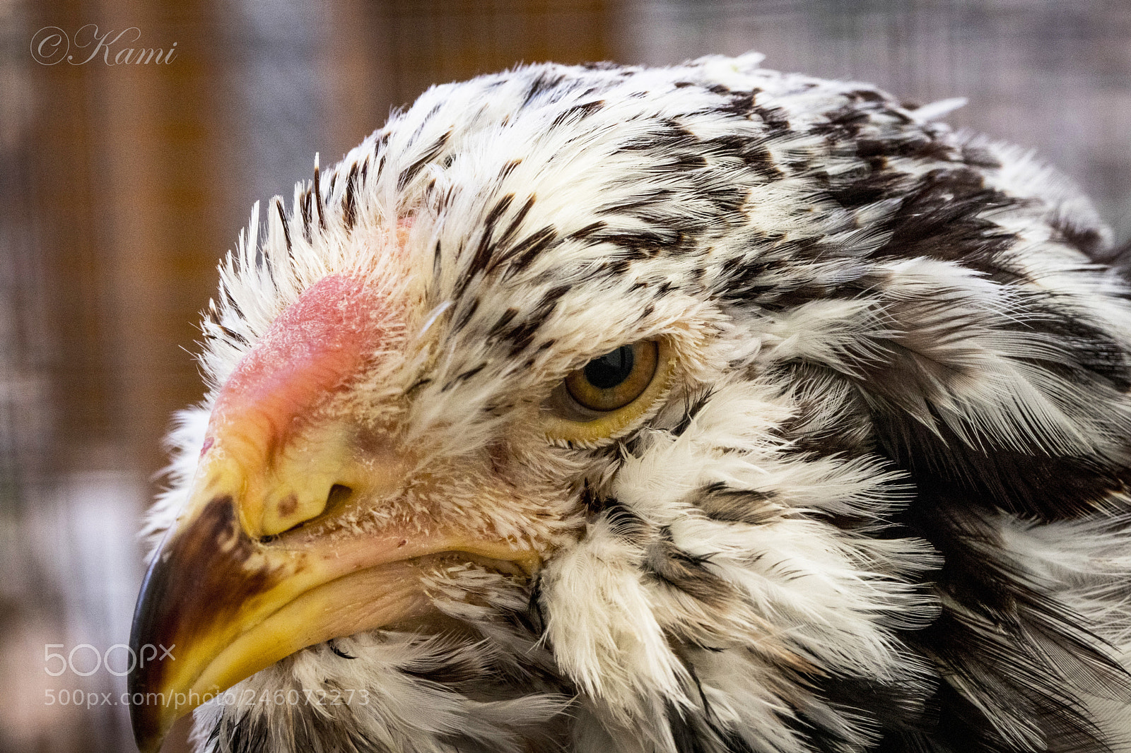 Canon EOS 77D (EOS 9000D / EOS 770D) sample photo. Angry look photography