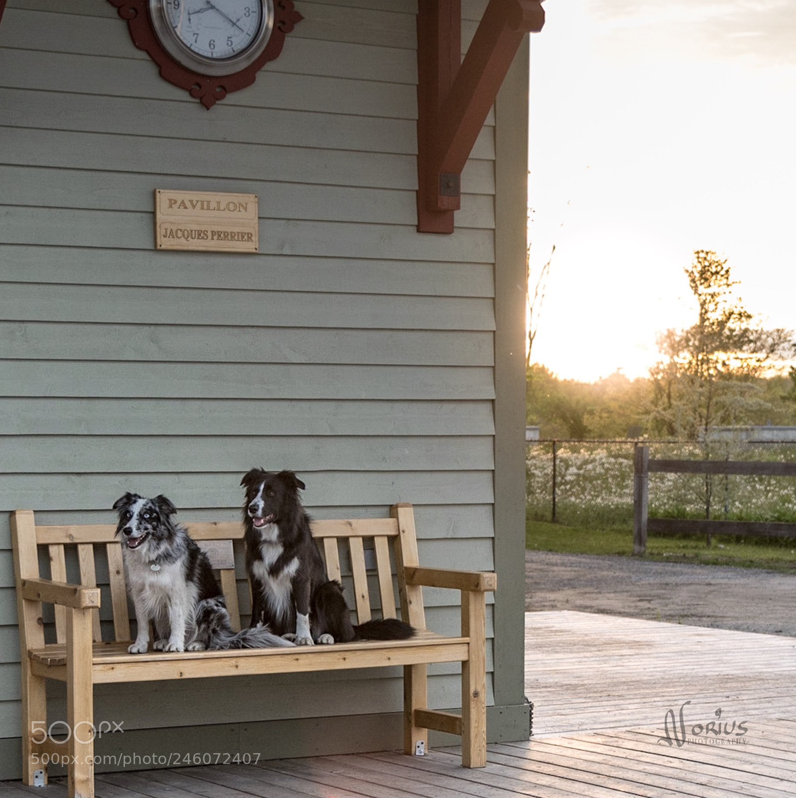 Nikon D750 sample photo. To friendly dogs photography