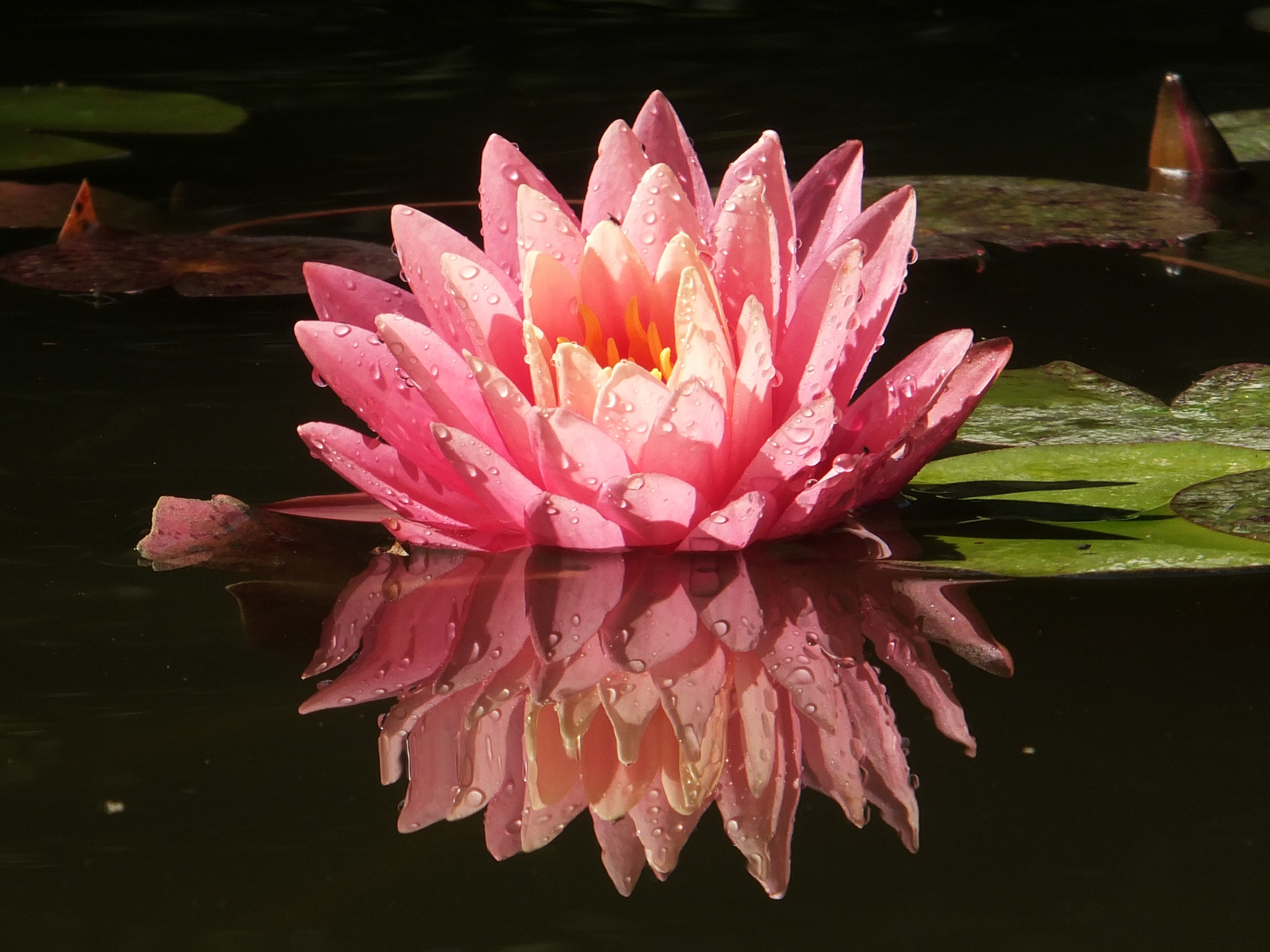 Fujifilm FinePix F750EXR sample photo. Water lily nymphaea 'perry's orange sunset' photography