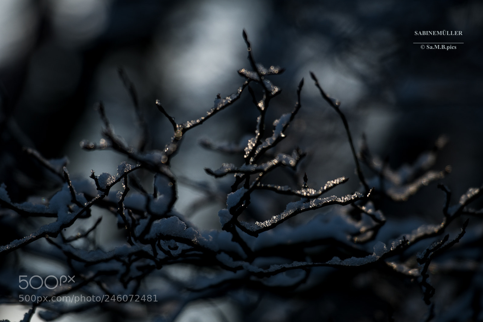 Nikon D500 sample photo. Winterfeeling 2018 photography