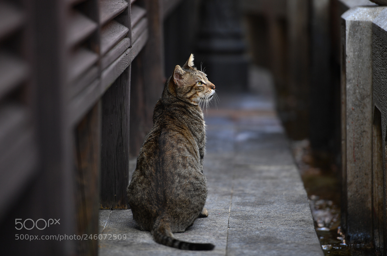 Nikon D5 sample photo. Cat photography