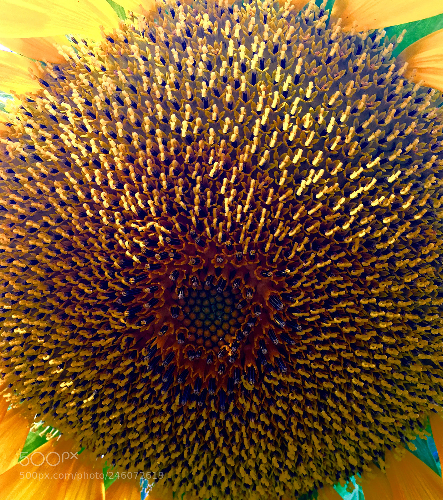 Apple iPhone 6s sample photo. Kaleidoscope of colours photography
