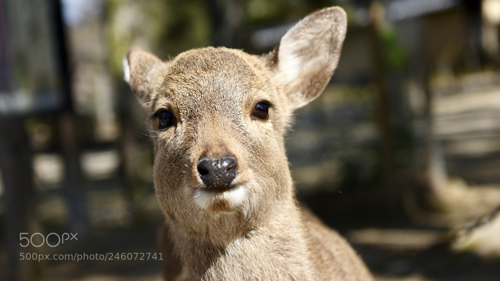 Nikon D810 sample photo. Kiss for chinese new photography