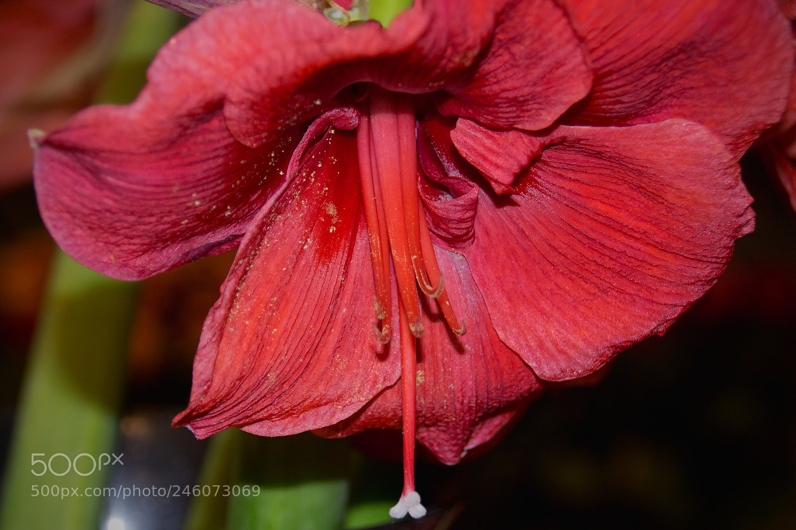 Canon EOS 700D (EOS Rebel T5i / EOS Kiss X7i) sample photo. Red for valentine's day photography