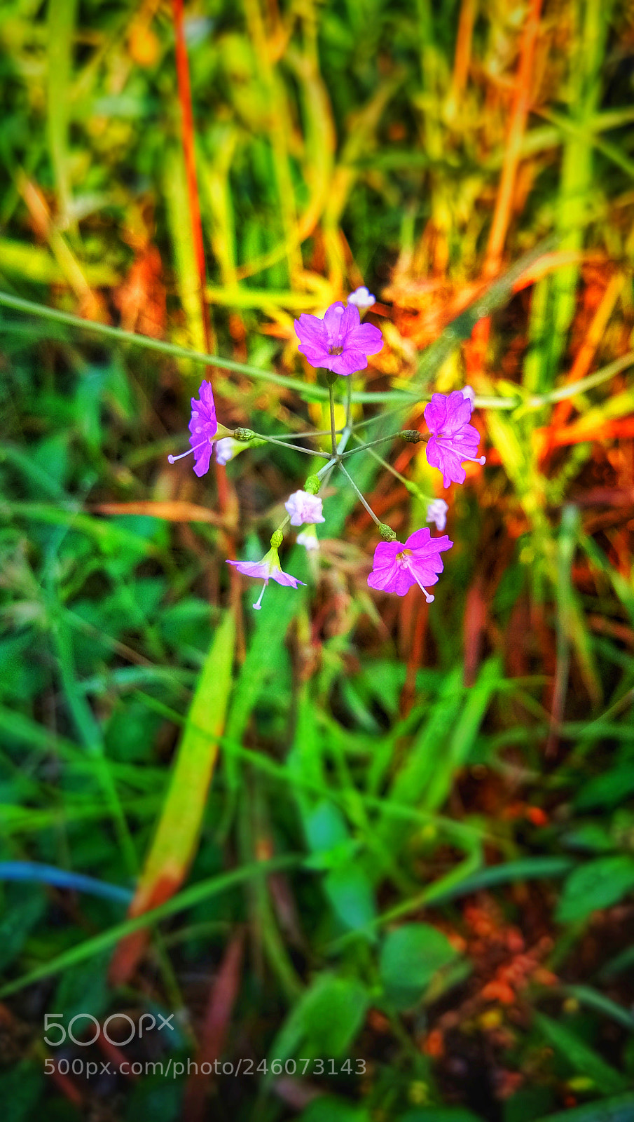 vivo 1601 sample photo. Flower photography